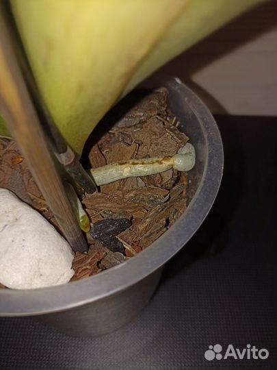 Орхидея фаленопсис биг лип