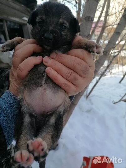 Щенки бесплатно