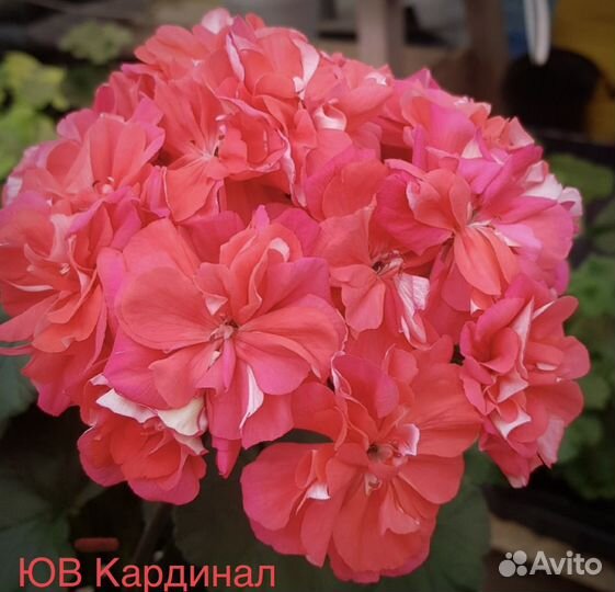 Сортовые пеларгонии 2