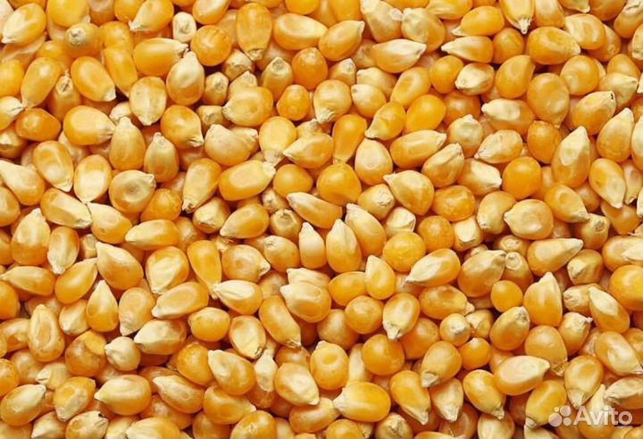 Кукуруза зерно