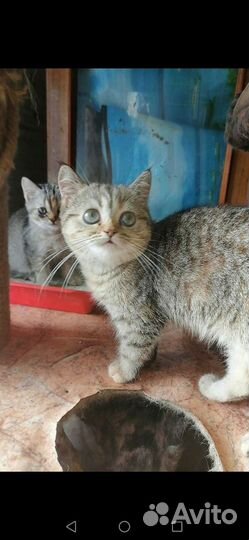 Британская кошечка