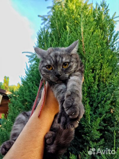 Кошки в добрые руки