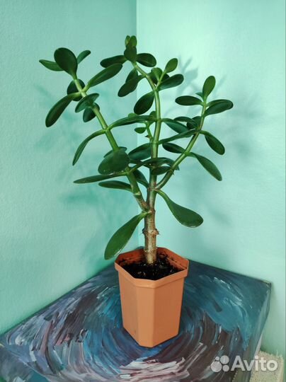 Крассула Толстянка