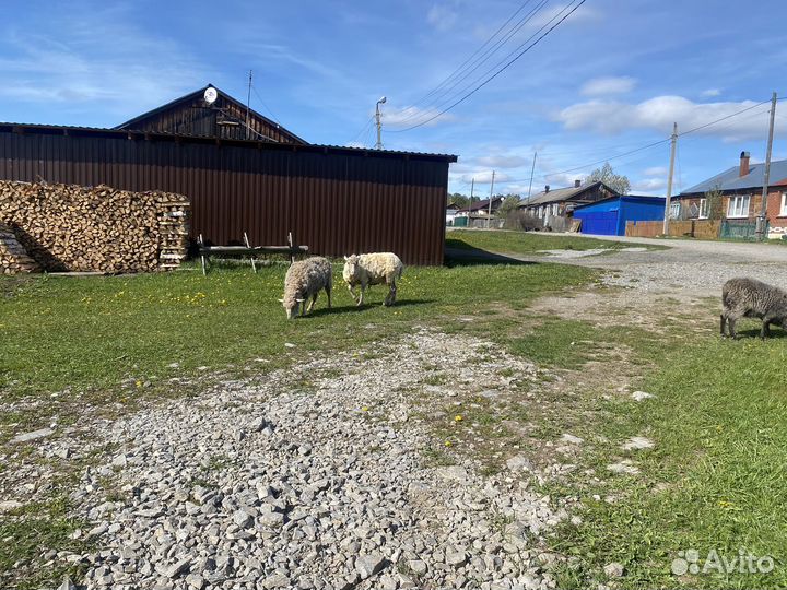 Овечка бараны