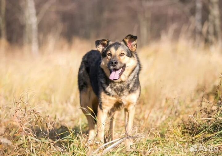 Собака Тельма