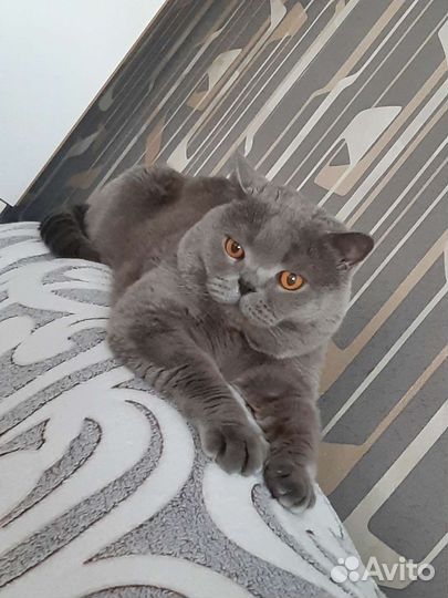 Шотландский кот вязка