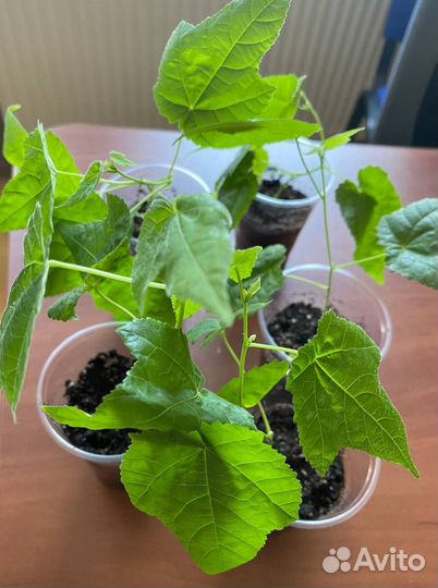 Абутилоны гибридные