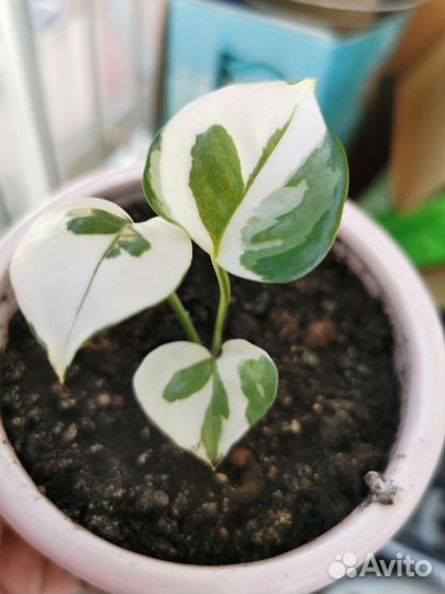 Сциндапсусы