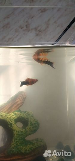 Аквариум с рыбками