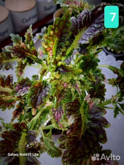 Колеусы вегетативные