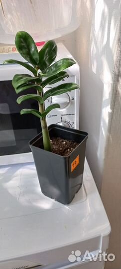 Замиокулькас Зензи