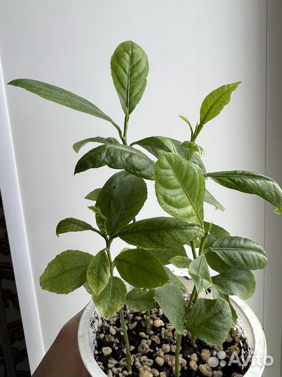 Цитрусовые растения