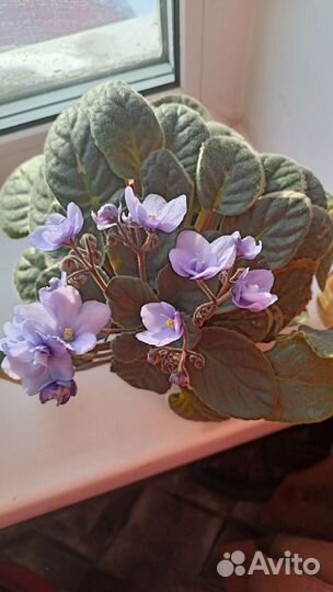 Фиалки цветущие в горшке