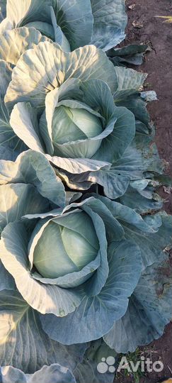 Капуста сорт 