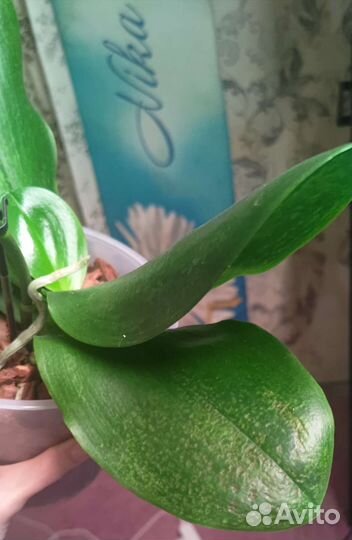 Орхидея Лиодоро