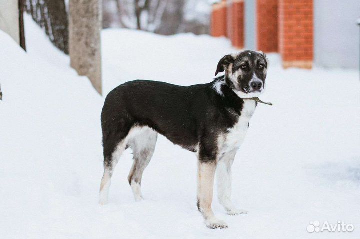 Собаки бесплатно в добрые руки