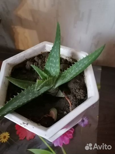 Растение Алое Вера