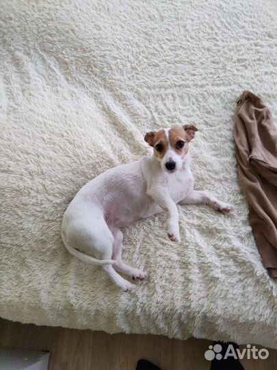 Джек Рассел терьер