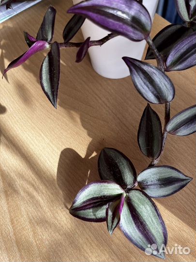 Традесканция