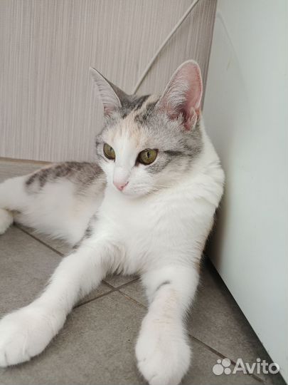 Кошка в дар