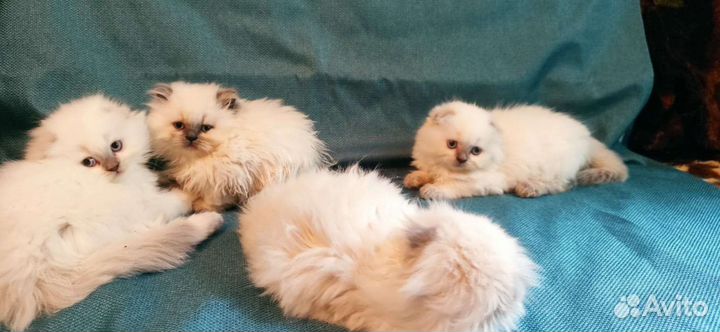 Котята шотландцы вислоухие