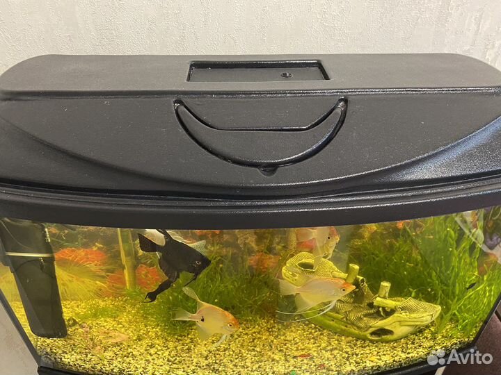 Аквариум
