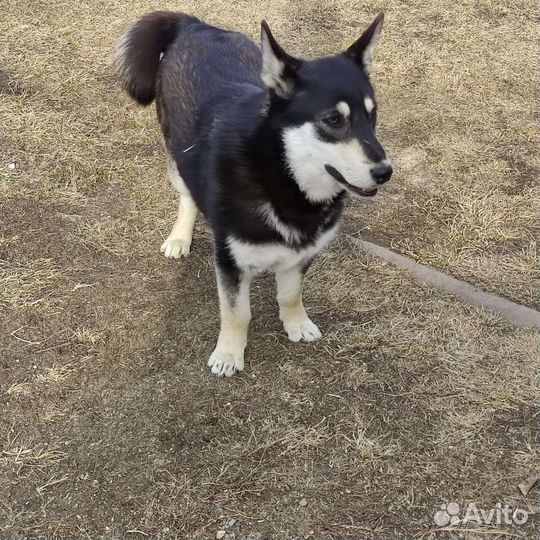 Бэтти