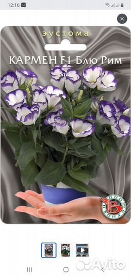 Глоксинии + Эустома