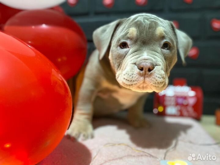 Американский булли покет