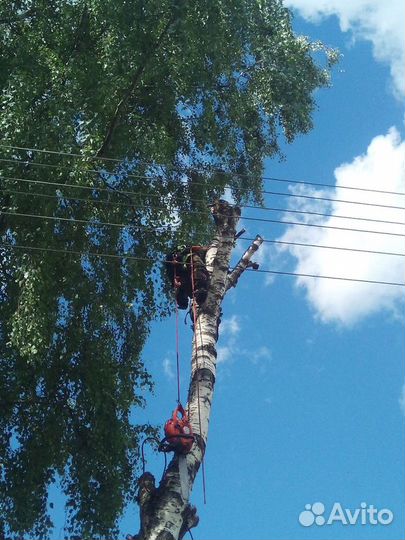 Спил деревьев