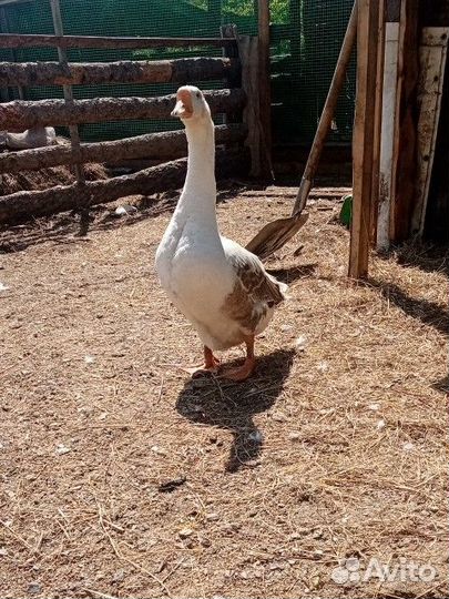 Гусыня / Гусь