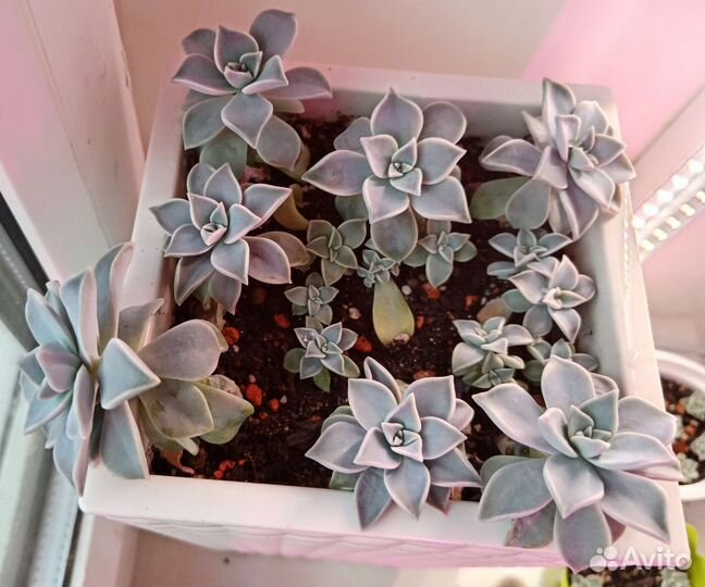 Комнатные цветы Граптопеталум парагвайский