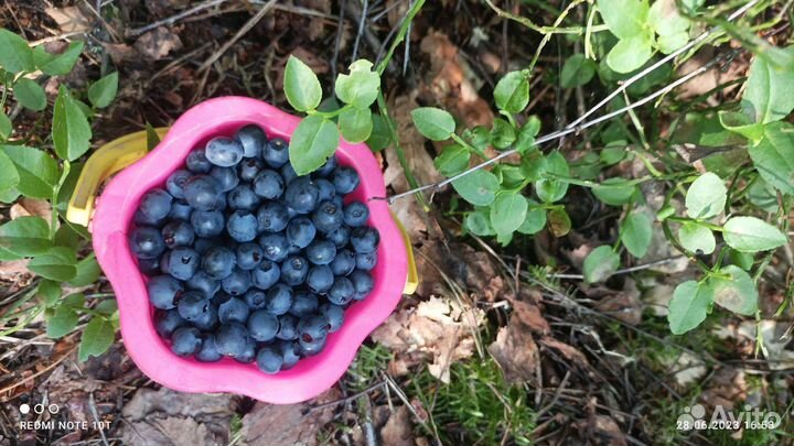 Черника прямиком из леса