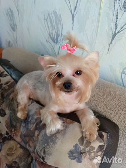 Йоркширский терьер мини щеночки