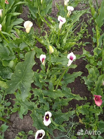 Клубни калл