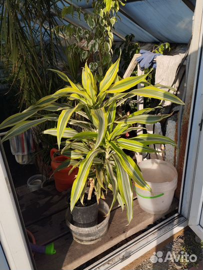 Драцена 1500 - торг