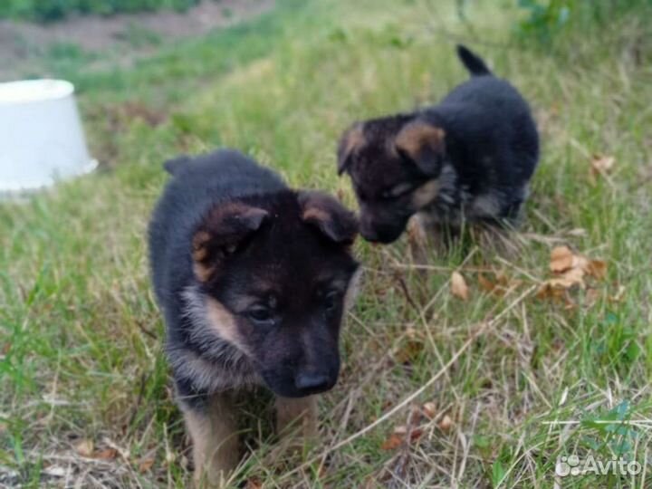 Немецкая овчарка