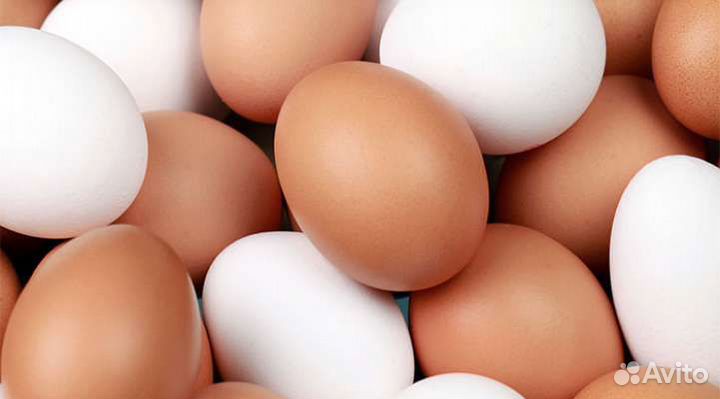 Инкубационное яйцо куриное