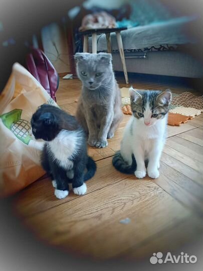 Кошка Венера