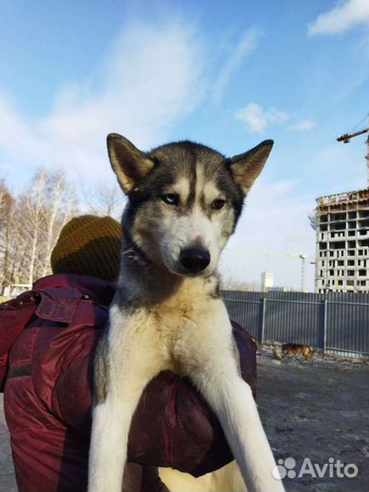 Хаски в добрые руки