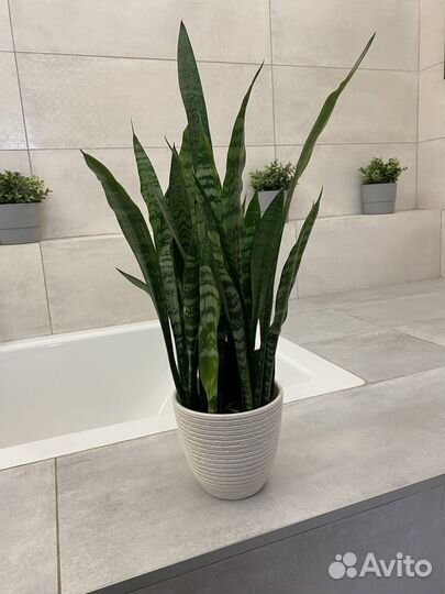 Сансевиерия