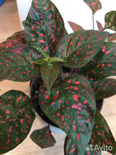 Цветы-очаровашки