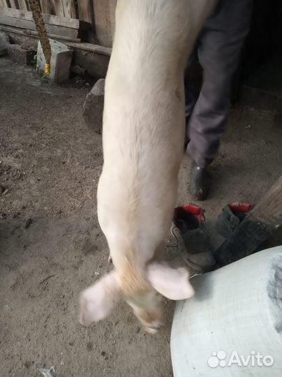 Продаю хряка