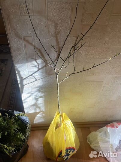 Саженцы Вишни