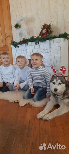 Щенок хаски помесь