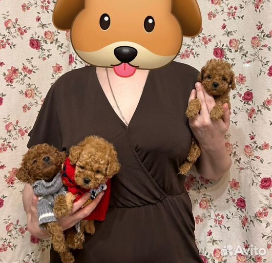 Мальтипу маленького роста мальчики