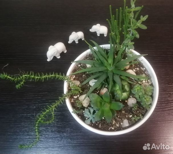 Флорариум суккуленты