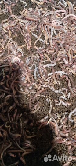 Черви дендробена венетта