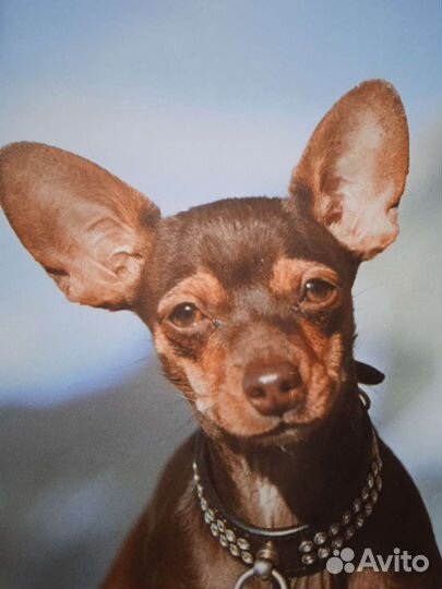 Маленькие собаки. История любви Блэнкс Тим