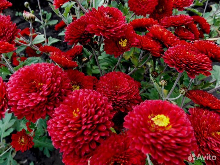 Корейские хризантемы и мультифлоры-шарики